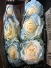 厄瓜多尔进口花材white sky白色天空玫瑰花10支 商品缩略图4