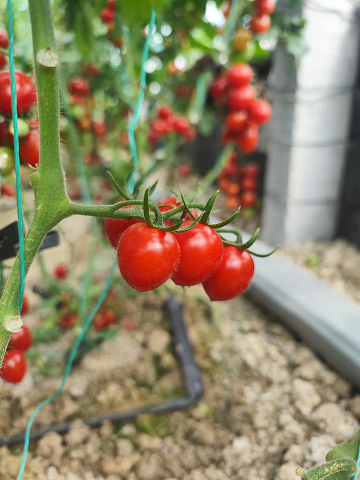 【釜山88小番茄】无药残留、自然成熟采摘，清甜爽口，果相优越，果肉细腻紧实，每一口都甜到心坎里-CC 商品图8