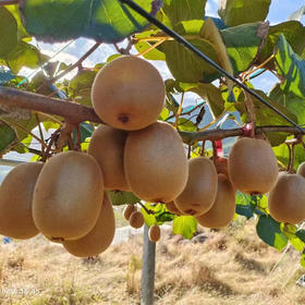 认领猕猴桃一棵998元，50斤果