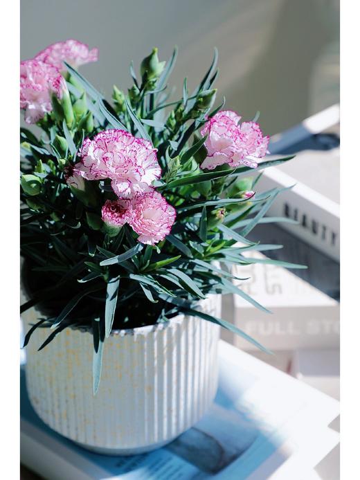 【秒杀5份】莱茵康乃馨盆栽2盆+送加仑盆2个+托盘2个+肥料2包/份 颜色不少于2个 商品图8