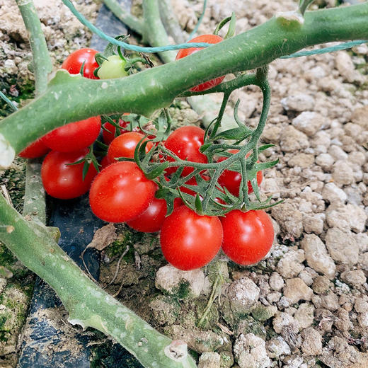 【釜山88小番茄】无药残留、自然成熟采摘，清甜爽口，果相优越，果肉细腻紧实，每一口都甜到心坎里-CC 商品图7