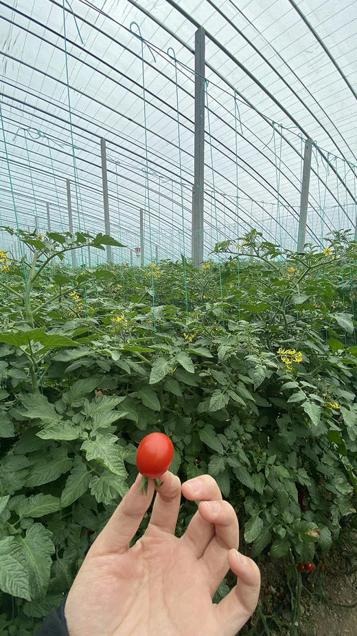 【釜山88小番茄】无药残留、自然成熟采摘，清甜爽口，果相优越，果肉细腻紧实，每一口都甜到心坎里-CC 商品图9