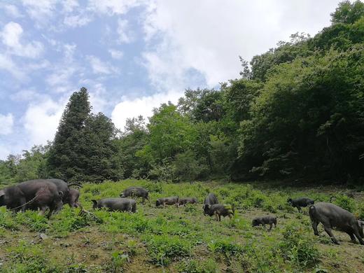【云粮谷】腊味高山腊肉腊肠品质农耕生活优选源自白云人家云上乡村 商品图3