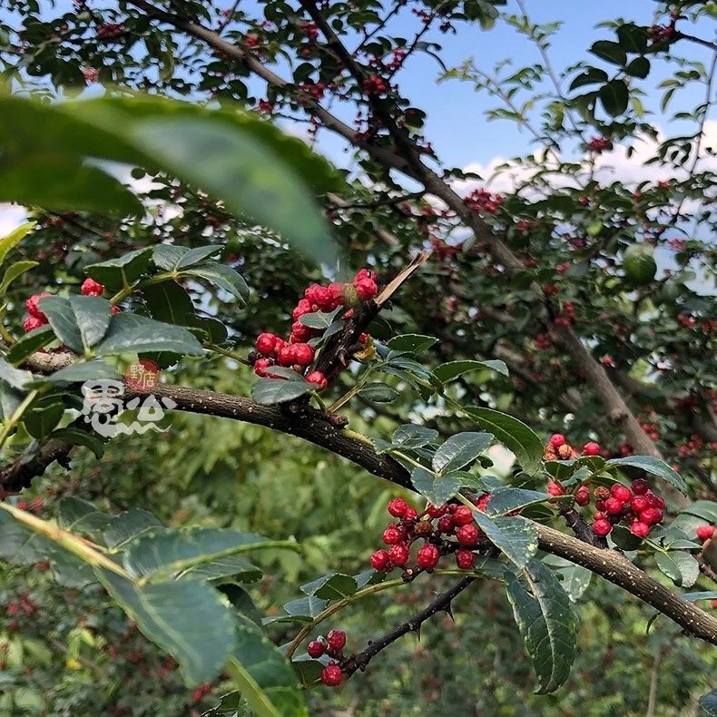 野生花椒 老品种大红袍500g