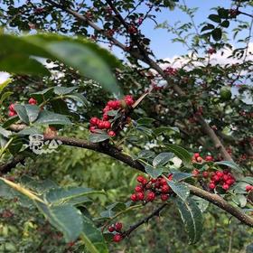 野生花椒 老品种大红袍500g