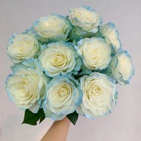 厄瓜多尔进口花材white sky白色天空玫瑰花10支
