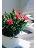 【秒杀5份】莱茵康乃馨盆栽2盆+送加仑盆2个+托盘2个+肥料2包/份 颜色不少于2个 商品缩略图1