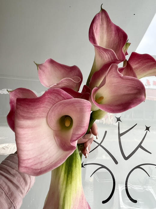 国产马蹄莲-【粉色】 商品图1