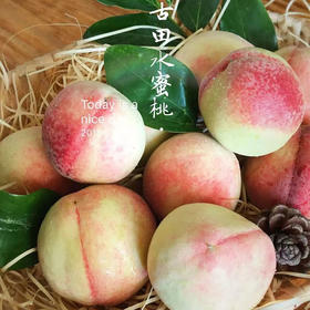 认领一棵桃子5斤10件