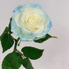 厄瓜多尔进口花材white sky白色天空玫瑰花10支 商品缩略图3