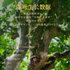 【元正正品】茶中黄金 金花红茶·二星40g*4盒 商品缩略图3