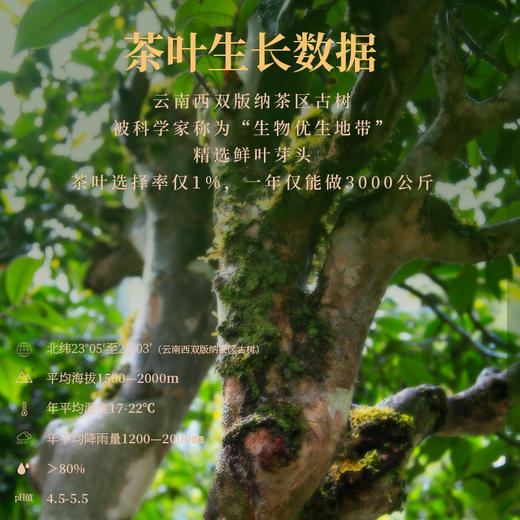 【元正正品】茶中黄金 金花红茶·二星40g*4盒 商品图3