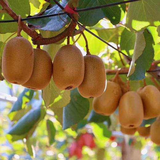 认领猕猴桃一棵998元，50斤果 商品图2