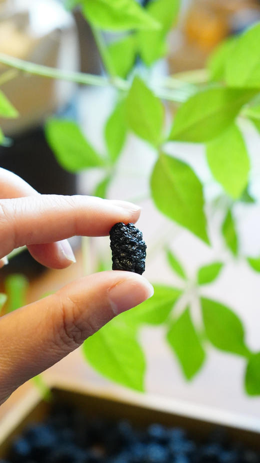 桑葚干 150g 商品图3