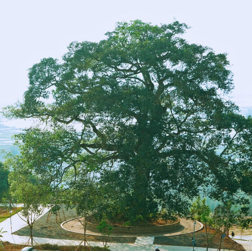 云南｜周末景迈山非遗茶山古寨2天1晚，2026一月每周末都出发的6人内小团！多排期！探索普洱访茶山古寨和少数民族，人文古寨和地道美食之旅！趣野星球摄影师带队精致小团！ 商品图6