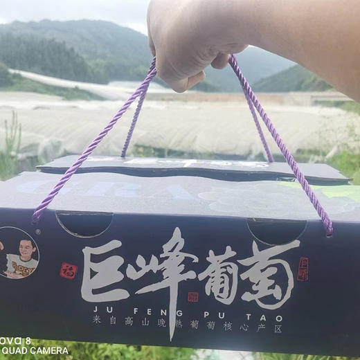 认领一棵巨峰葡萄5斤6件 商品图0