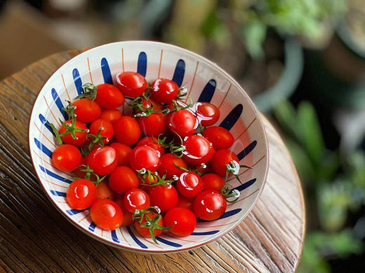 【釜山88小番茄】无药残留、自然成熟采摘，清甜爽口，果相优越，果肉细腻紧实，每一口都甜到心坎里-CC 商品图1