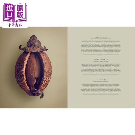 【中商原版】种子和果实的隐藏之美 植物静物摄像集 Levon Biss植物摄影集 The Hidden Beauty of Seeds & Fruits 进口艺术 商品图12