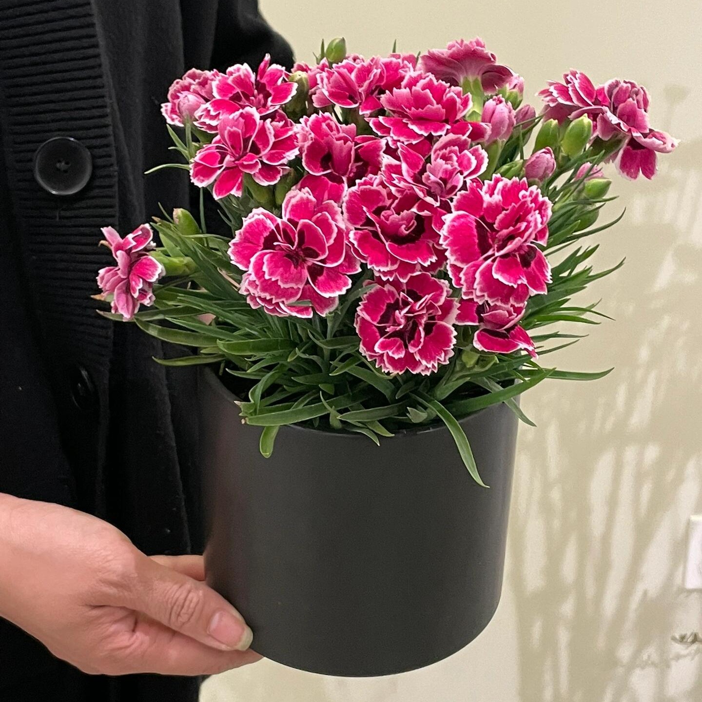 【秒杀5份】莱茵康乃馨盆栽2盆+送加仑盆2个+托盘2个+肥料2包/份 颜色不少于2个