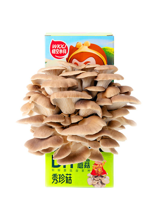 0593【国企严选，山海食材】悟空小将DIY可食用蘑菇（秀珍菇+黄金菇） 商品图1