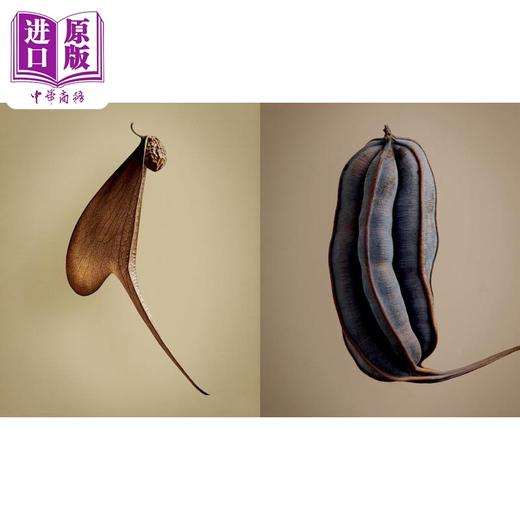 【中商原版】种子和果实的隐藏之美 植物静物摄像集 Levon Biss植物摄影集 The Hidden Beauty of Seeds & Fruits 进口艺术 商品图11
