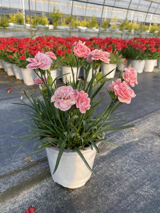 【秒杀5份】莱茵康乃馨盆栽2盆+送加仑盆2个+托盘2个+肥料2包/份 颜色不少于2个 商品图7