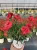 【秒杀5份】莱茵康乃馨盆栽2盆+送加仑盆2个+托盘2个+肥料2包/份 颜色不少于2个 商品缩略图9