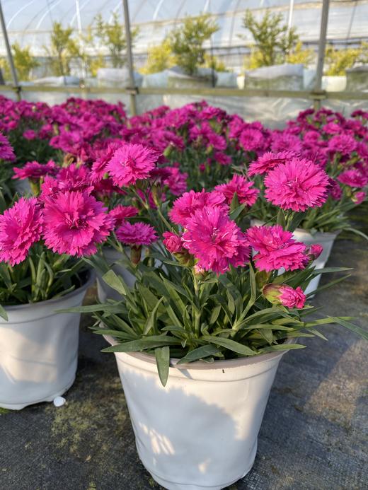 【秒杀5份】莱茵康乃馨盆栽2盆+送加仑盆2个+托盘2个+肥料2包/份 颜色不少于2个 商品图4