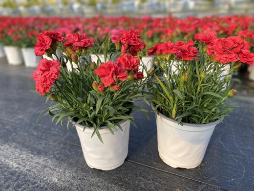 【秒杀5份】莱茵康乃馨盆栽2盆+送加仑盆2个+托盘2个+肥料2包/份 颜色不少于2个 商品图5