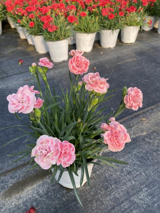 【秒杀5份】莱茵康乃馨盆栽2盆+送加仑盆2个+托盘2个+肥料2包/份 颜色不少于2个 商品图6