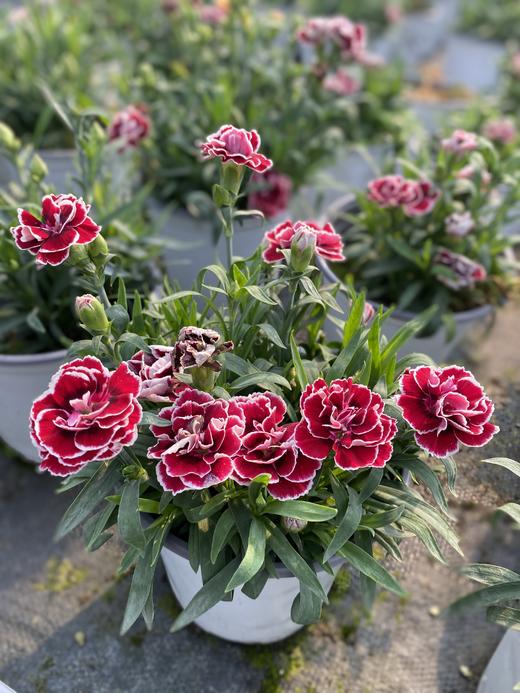 【秒杀5份】莱茵康乃馨盆栽2盆+送加仑盆2个+托盘2个+肥料2包/份 颜色不少于2个 商品图3