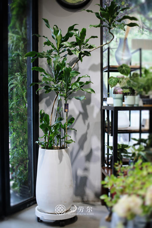 白圆盆-螺纹铁 商品图0