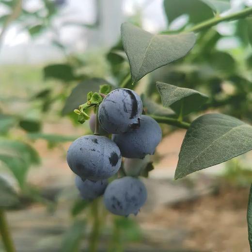 百里家的蓝莓 自然农法 有机标准 颗颗爆浆 护眼 养颜 |百里食 商品图8