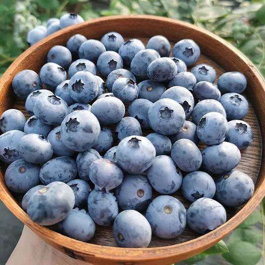 百里家的蓝莓 自然农法 有机标准 颗颗爆浆 护眼 养颜 |百里食 商品图13
