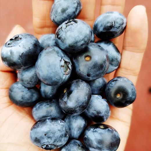 百里家的蓝莓 自然农法 有机标准 颗颗爆浆 护眼 养颜 |百里食 商品图9