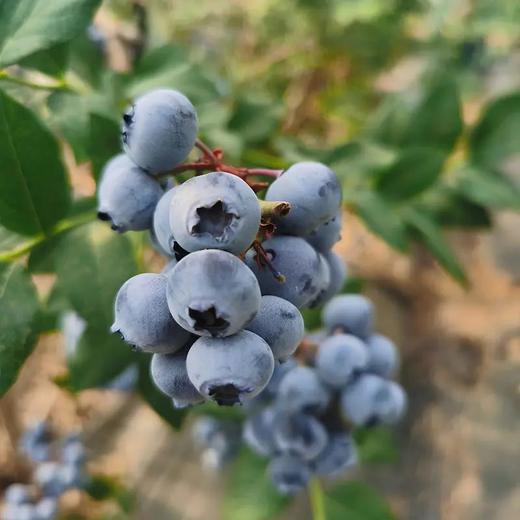 百里家的蓝莓 自然农法 有机标准 颗颗爆浆 护眼 养颜 |百里食 商品图7