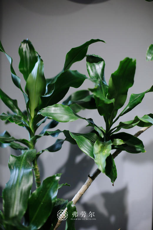 白圆盆-螺纹铁 商品图2