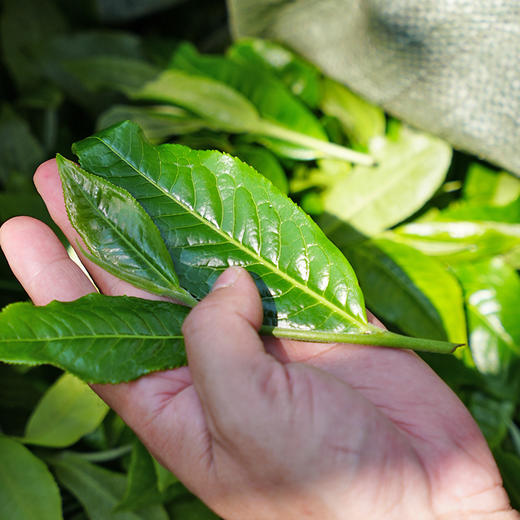 【大雪山】2024年头春头采临沧大雪山高海拔生茶357克茶饼，拍1发2拍5发11拍10发22 商品图9