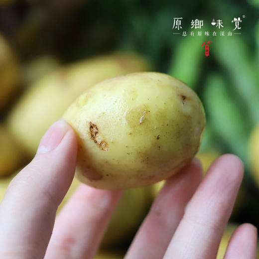 生态春土豆/洋芋/马铃薯（农场直发-顺丰包邮）| 5斤/箱，成都郫都区基地，【原乡农场，自产自销】 商品图3