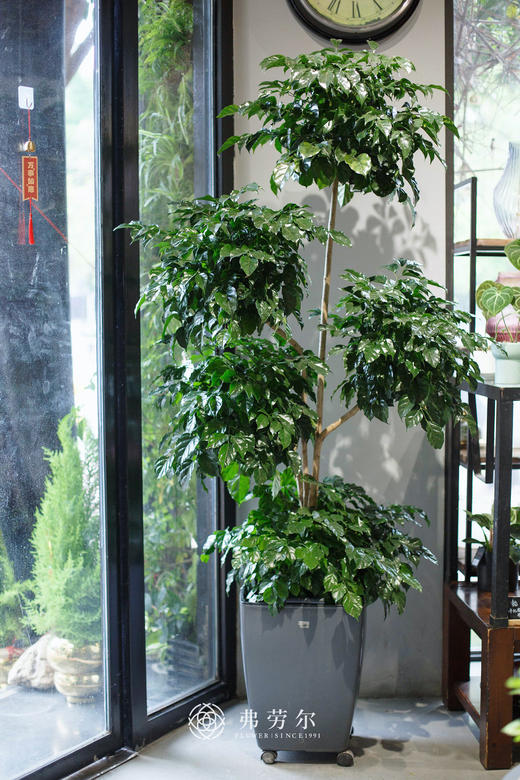 方自吸盆-绿宝 商品图0