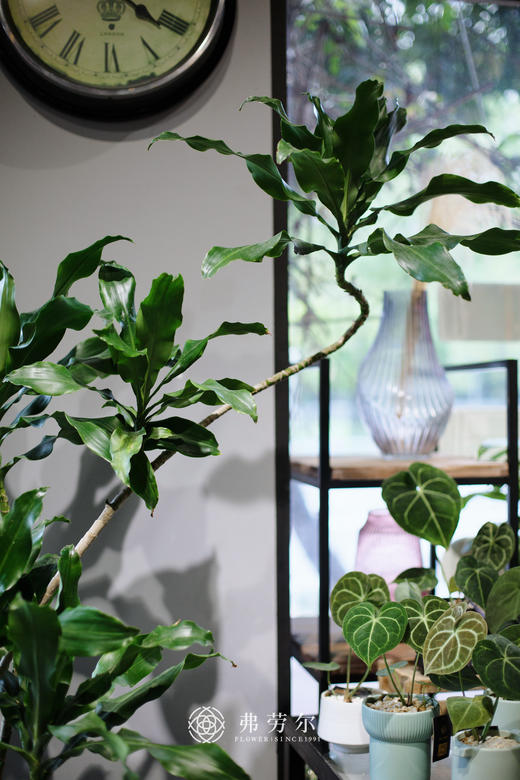 白圆盆-螺纹铁 商品图1