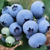 百里家的蓝莓 自然农法 有机标准 颗颗爆浆 护眼 养颜 |百里食 商品缩略图5