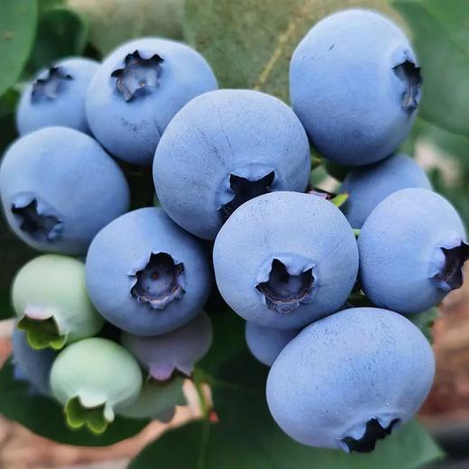 百里家的蓝莓 自然农法 有机标准 颗颗爆浆 护眼 养颜 |百里食 商品图5