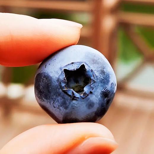 百里家的蓝莓 自然农法 有机标准 颗颗爆浆 护眼 养颜 |百里食 商品图10