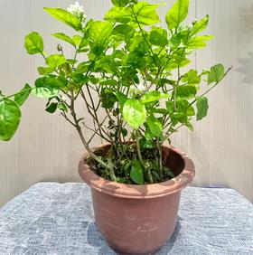 新鲜绿植盆栽 茉莉花盆栽