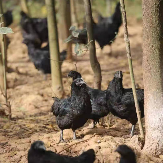 【高原散养绿壳蛋】 原生态 绿壳乌骨鸡蛋 胆固醇比普通鸡蛋低  30枚/份【生鲜发出不退不改，签收及时取出放在冰箱保鲜】（它比普通鸡蛋小） 商品图3