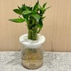 新鲜绿植盆栽 水培竹子 商品缩略图0