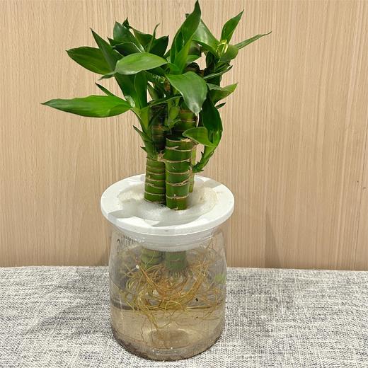 新鲜绿植盆栽 水培竹子 商品图0
