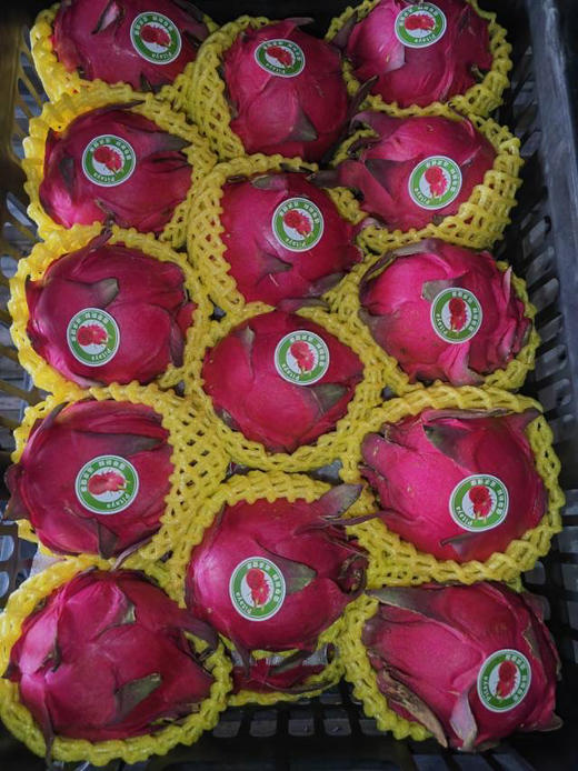 海南金都一号有机红心火龙果，薄皮超甜蜜宝火龙果，单果约8两，一组4颗 商品图1