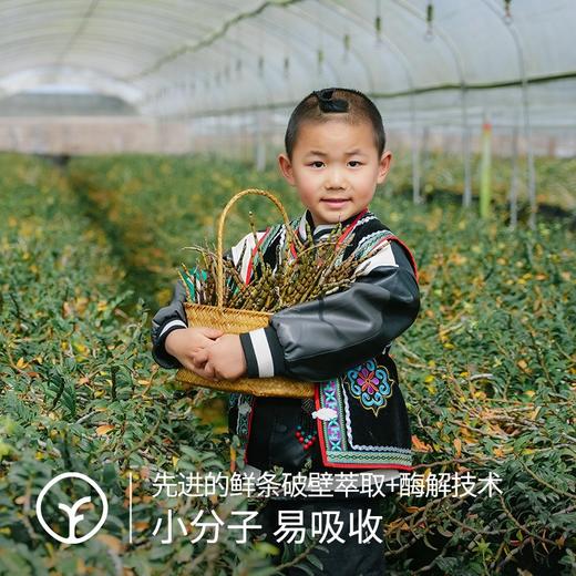 【检测SGS297项农残未检出 对胃好一点!远方的梦想定制版 紫皮/铁皮石斛原浆】原浆含量>90%的紫皮石斛原浆 零脂肪零蔗糖 商品图3